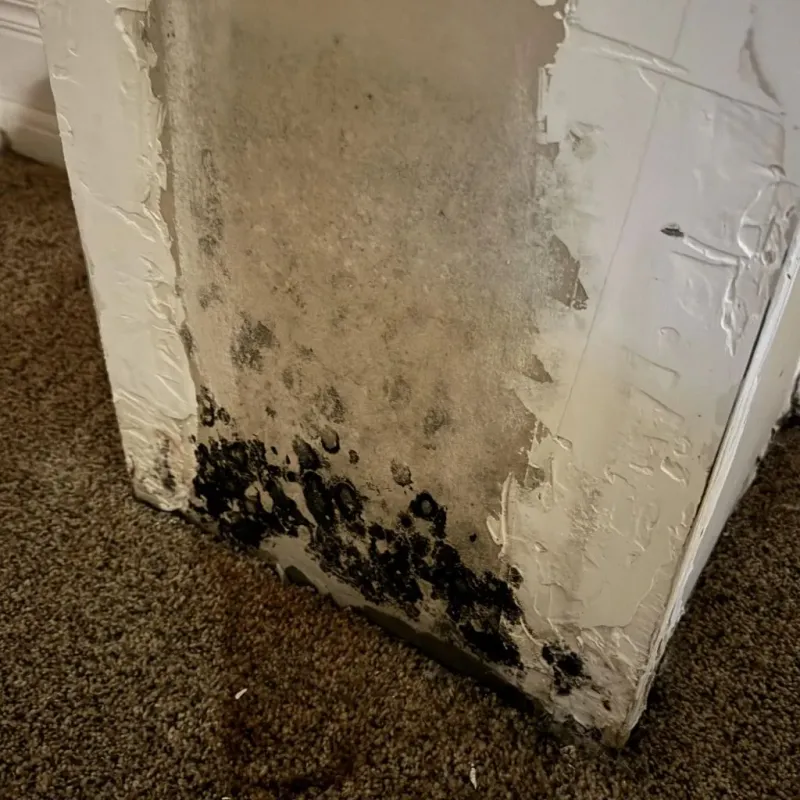Professional Mold Removal in Wesson, MS